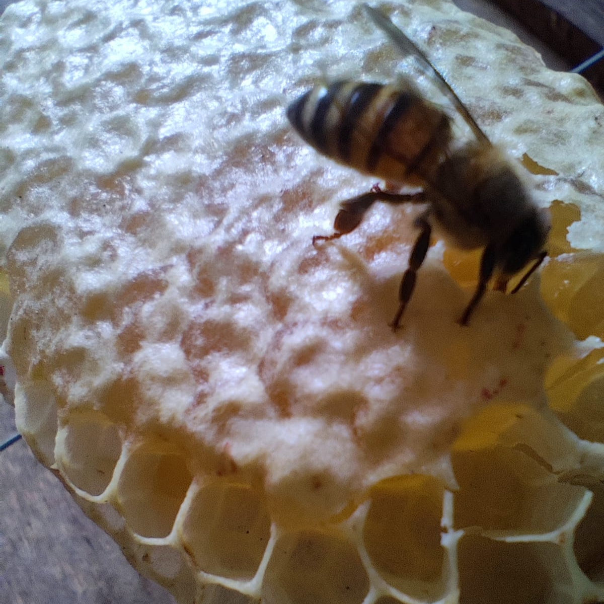 Miel de abeja de Biocolmena en Panal