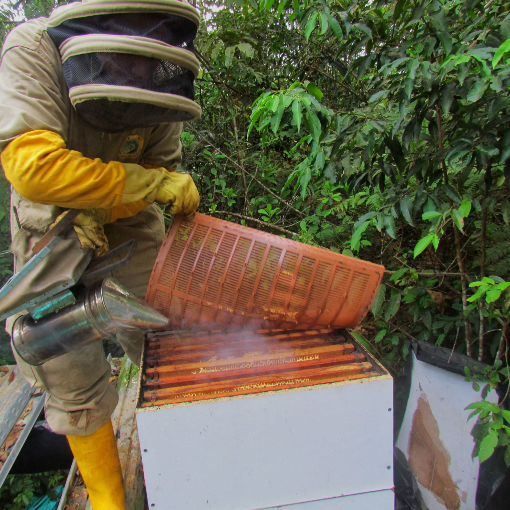 Miel de abeja natural