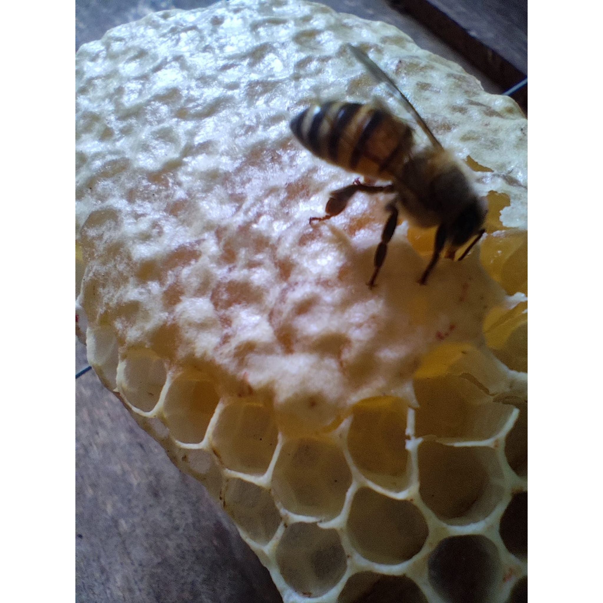 Gotas bio-miel de abeja